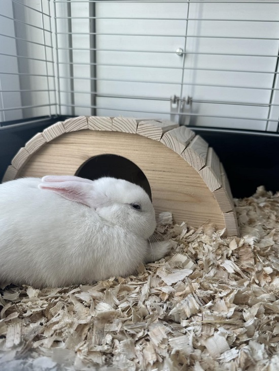 Králík v hoblinách ProBioBED